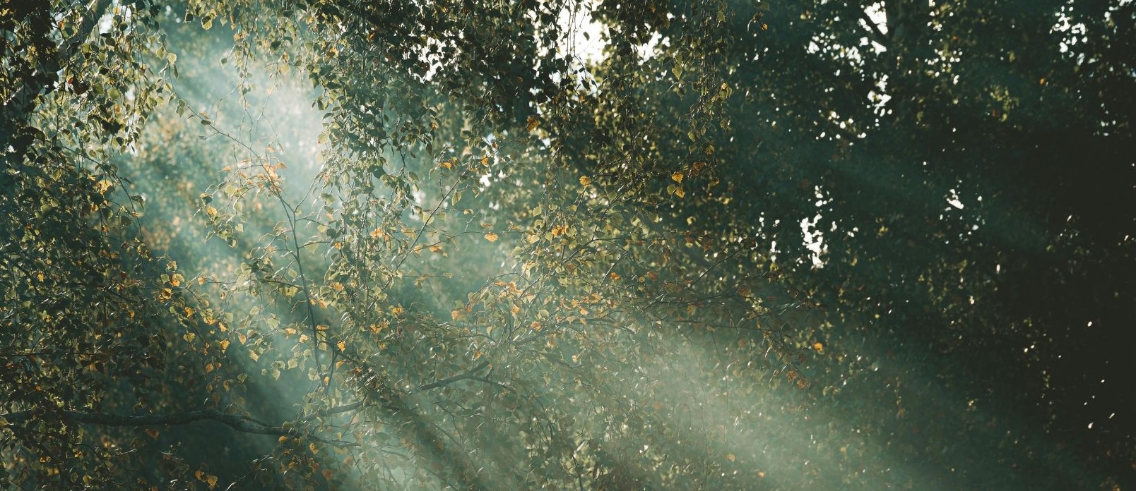 Light filtering through the leaves of trees: a moment to find the wonder in everyday life.